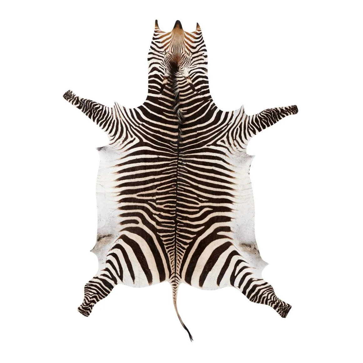 Zebraskind | Sydafrika