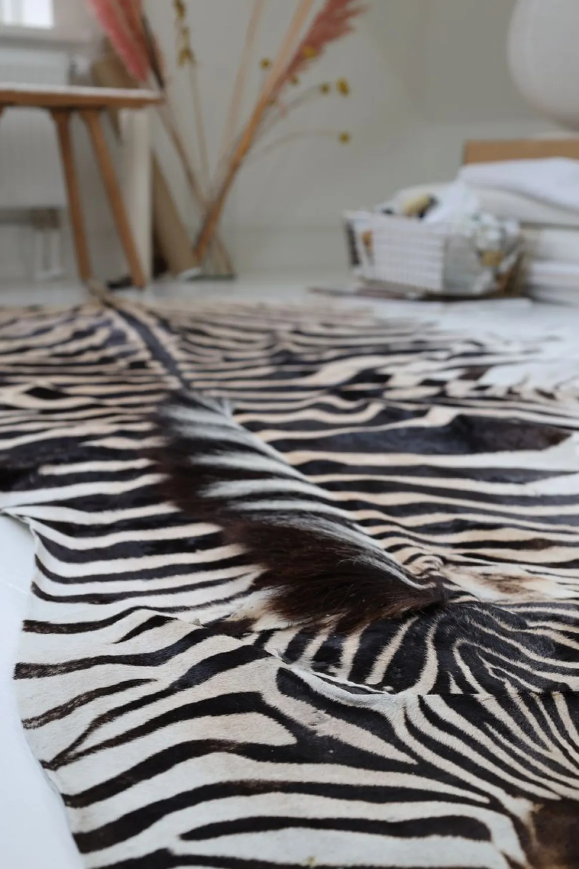 Zebraskind | Sydafrika